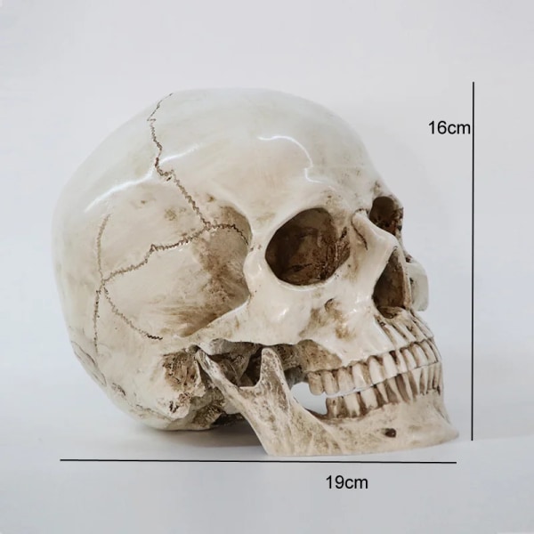 Statyer Skulpturer Resin Halloween Heminredning Dekorativ Hantverk Skalle Storlek 1:1 Modell Livsliknande Replika Hög Kvalitet