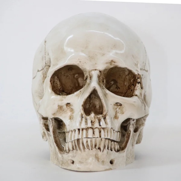 1 st Dekorativ Skalle i Resin Staty Skulptur Storlek 1:1 Högkvalitativ Modell Livsstorlek Halloween Heminredning Replika