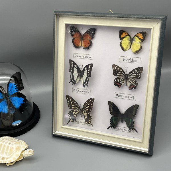 Nya äkta inramade blandade fjärilar, vacker inramad fjärilsväggdekor, unika Taxidermi-samlarföremål, Entomologiprov