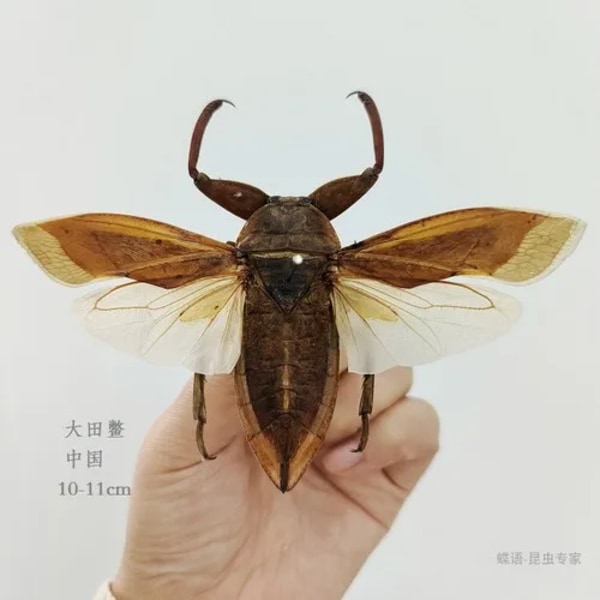 Undervisning i forskning om skräddarsydda verkliga insektsexemplar med bevingade skaraberprover Collection Art Staty Heminredning