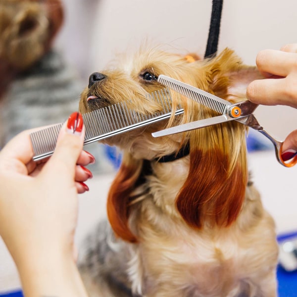 Hundkam för husdjursvård i rostfritt stål med rundade tänder för stora, medelstora och små hundar och katter med kort/långt hår (19 x 3 cm)
