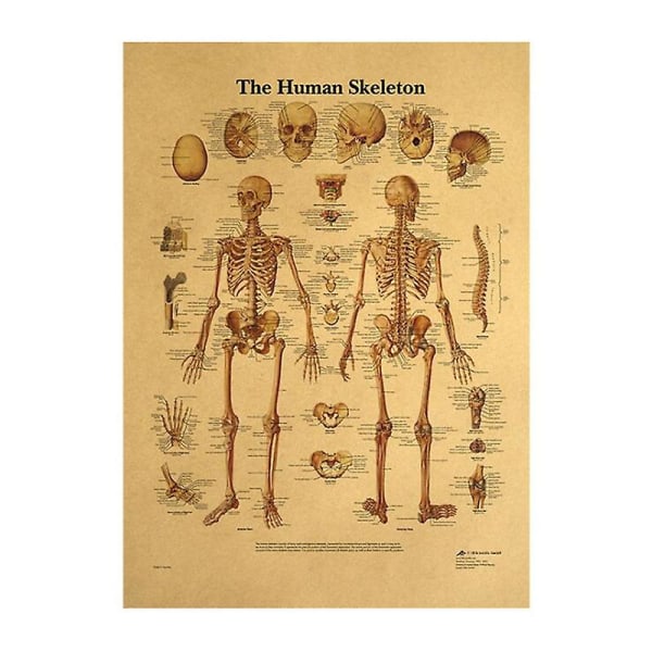 Mänsklig struktur skelett nervsystemet Retro affisch-det mänskliga skelettet