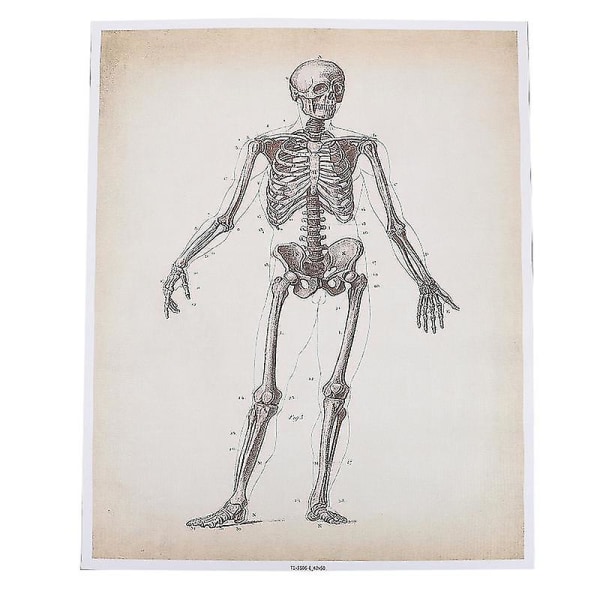 1 st anatomidiagram