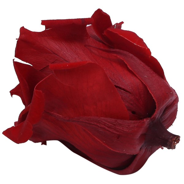 Roses Heads Natural Conserved Rose Immortal Flower Material Röd