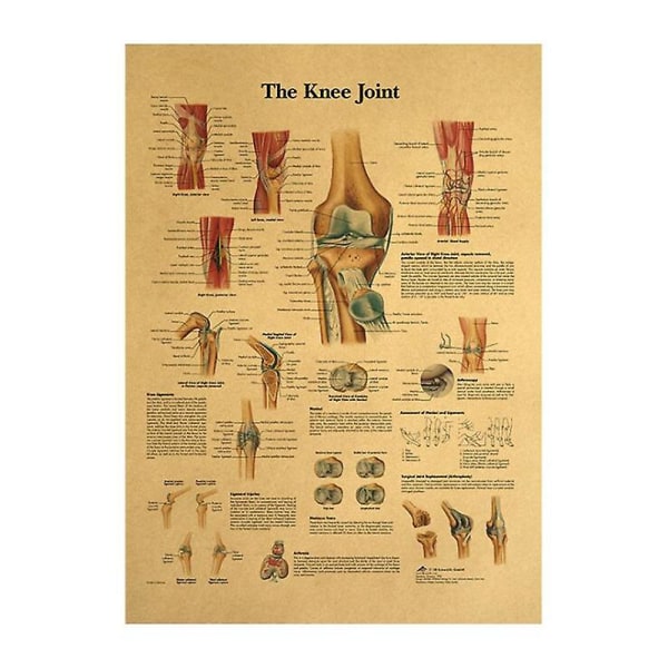 Mänsklig struktur Skelett nervsystemet Retro Poster-knäleden
