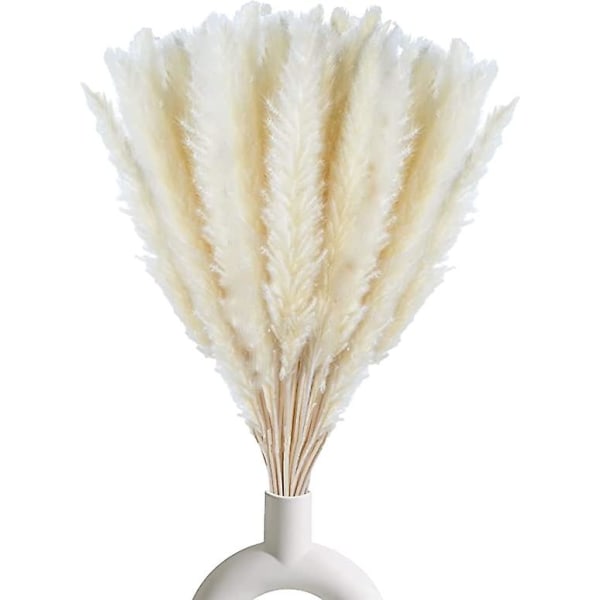 30 stycken vita pampas vass, naturlig torkad pampas vass grenar Dekoration Hem kök Trädgårdsfest