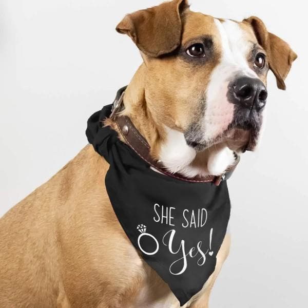 Bröllopsbandana för Hund, 2-pack, Hundscarf, Förlovning B-L