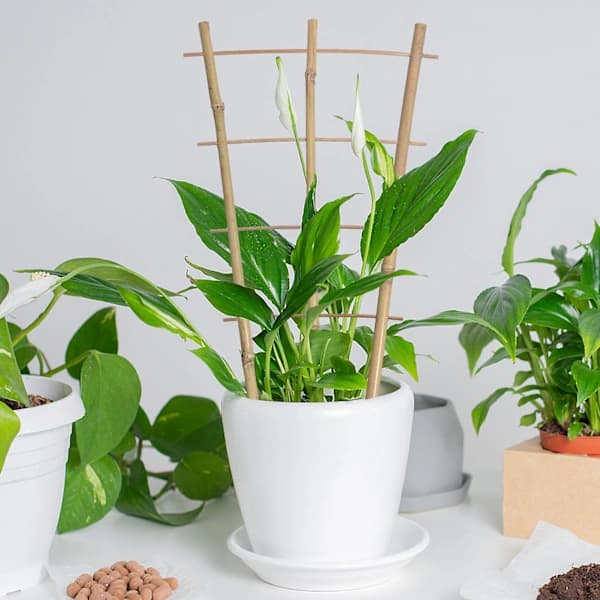 6-pack bambustegar - Blomstöd - Bambu trädgårdsstöd - V-formad spaljé - Klätterstöd (h: 41 cm, dubbel)