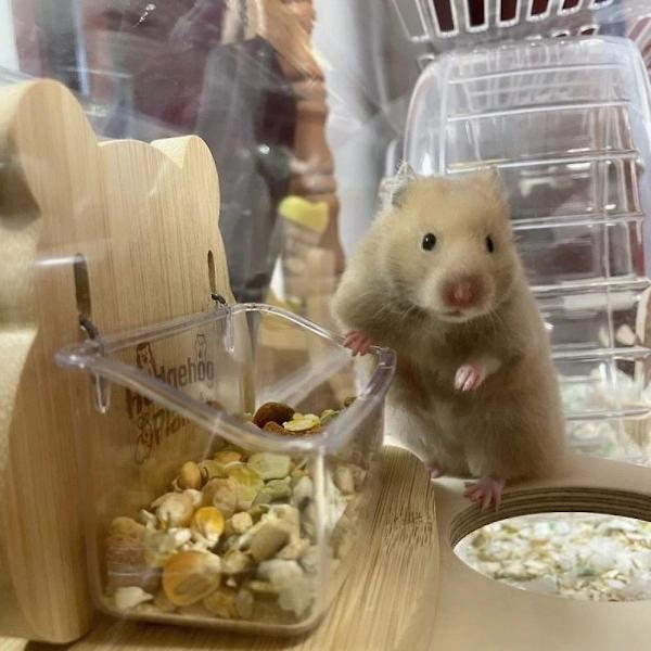 Hamster madskål med stativ til marsvin, mus, chinchillaer og andre smådyr