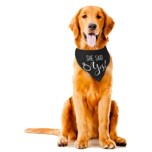 Bröllopsbandana för Hund, 2-pack, Hundscarf, Förlovning B-L