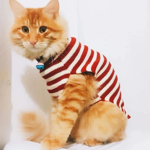Katt Tröja Jul Tomte Husdjur Katt Vinter Stickad Varm Kläder, Liten