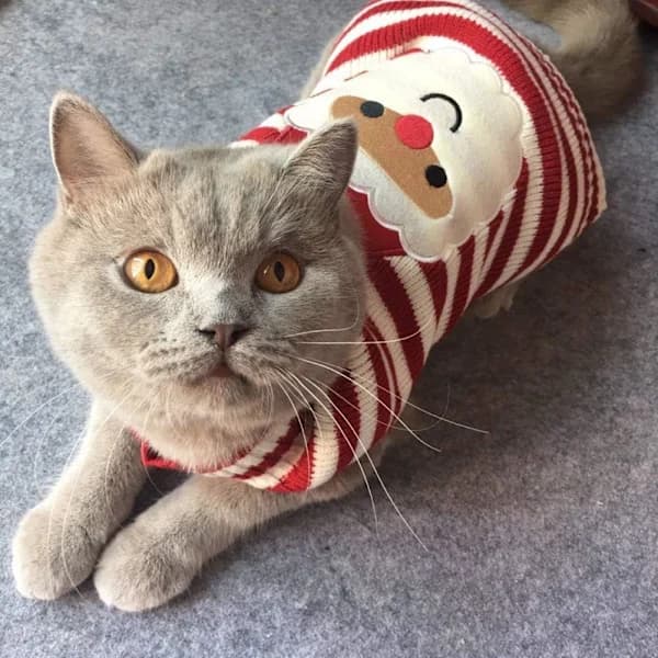 Katt Tröja Jul Tomte Husdjur Katt Vinter Stickad Varm Kläder, Liten