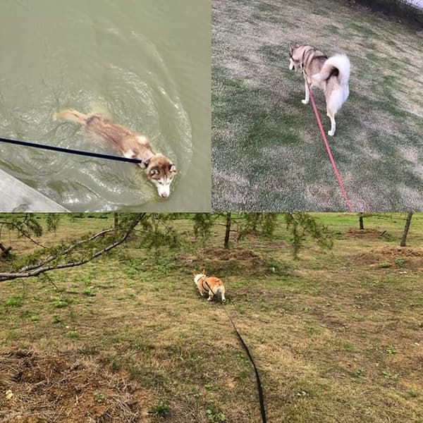 Hundetræningssnor Hundesnor Hundesnor Lang Nylonsnor til Små