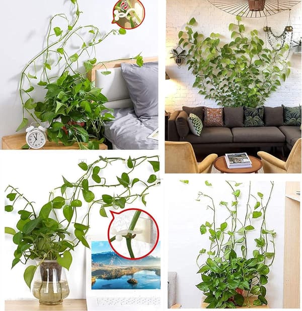 Veggfester for klatreplanter, selvklebende vinkrok, hvit, 100 stk