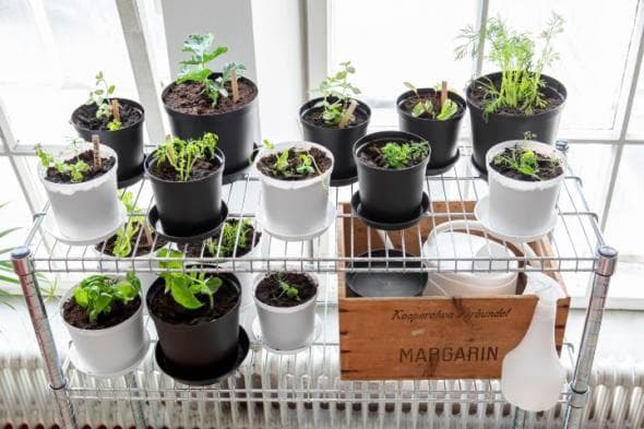 Fat Cultivate 12 cm Grå Hammarplast Grey