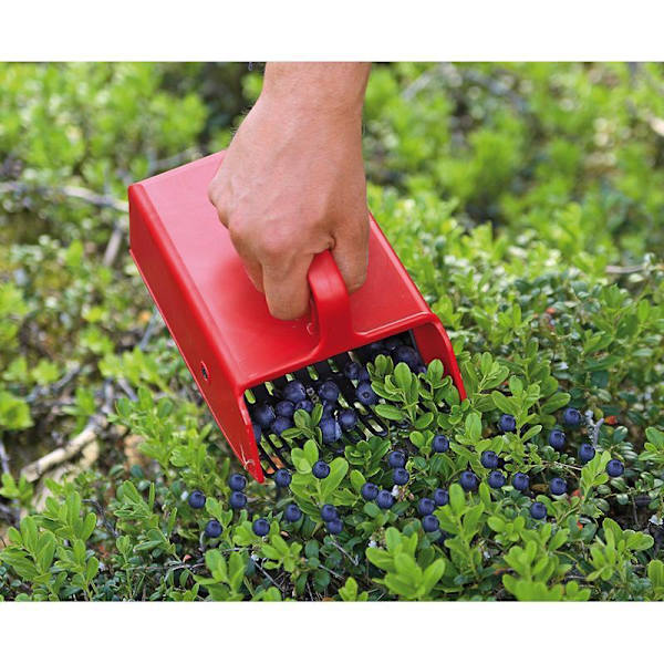 Bärplockare plastgaller Lila Jonas of Sweden Purple