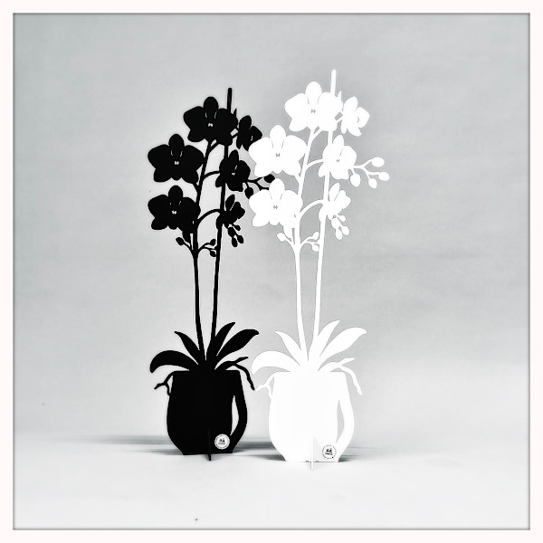 Orkidé - ETERNITY 2025 Vit 47 cm Vit