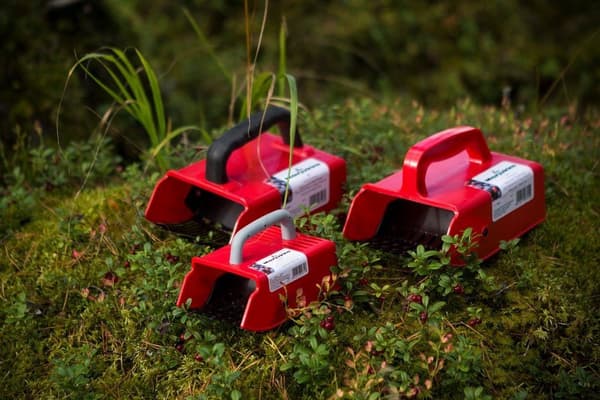 Bärplockare trådgaller Marjukka Red