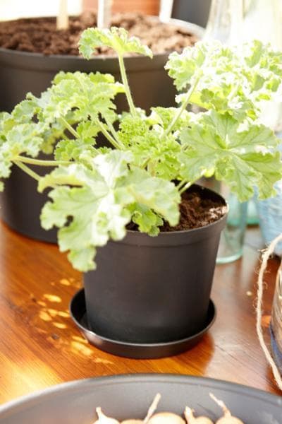 Fat Cultivate 12 cm Grå Hammarplast Grey