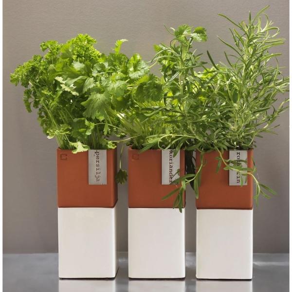 Cult Design Tag till Evergreen kruka Silver Timjan