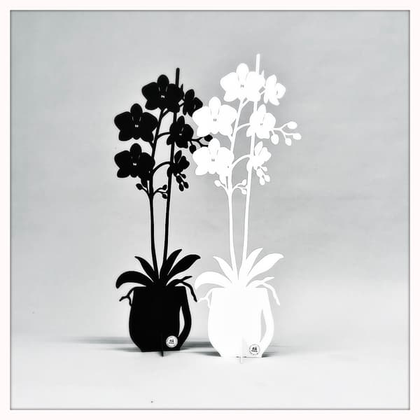 Orkidé - ETERNITY 2025 Vit 47 cm White
