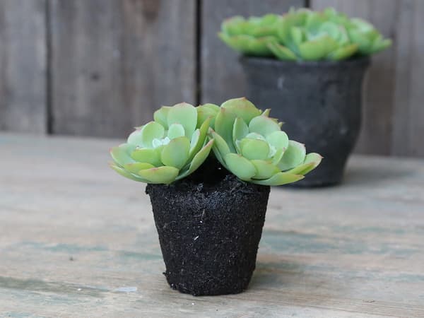 Konstgjord krukväxt Suckulent 10 cm Green