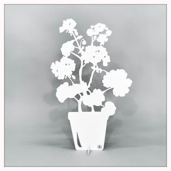 Pelargon Vit Älsa 2 storlekar Älska Plåt White Pelargon stor 49 cm