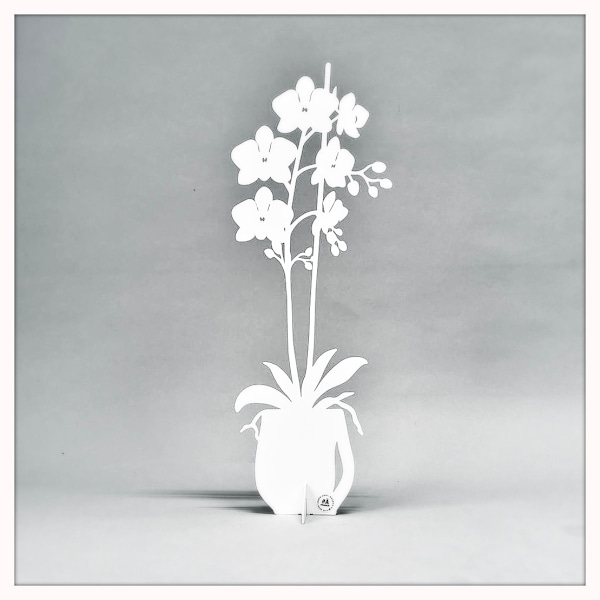 Orkidé - ETERNITY 2025 Vit 47 cm White