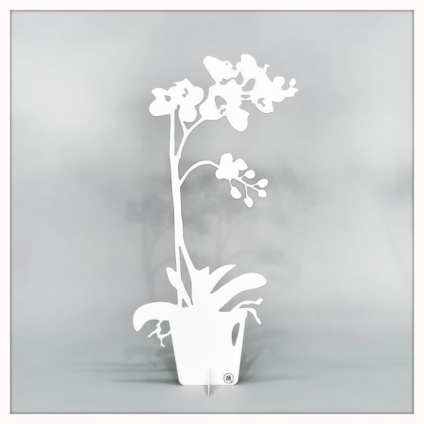 Orkidea - ETERNITY Koriste 50cm White