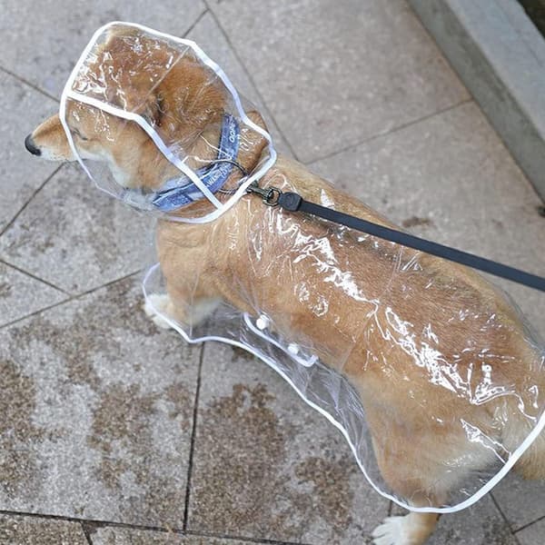 Regnfrakk for hund, liten regnfrakk for hund