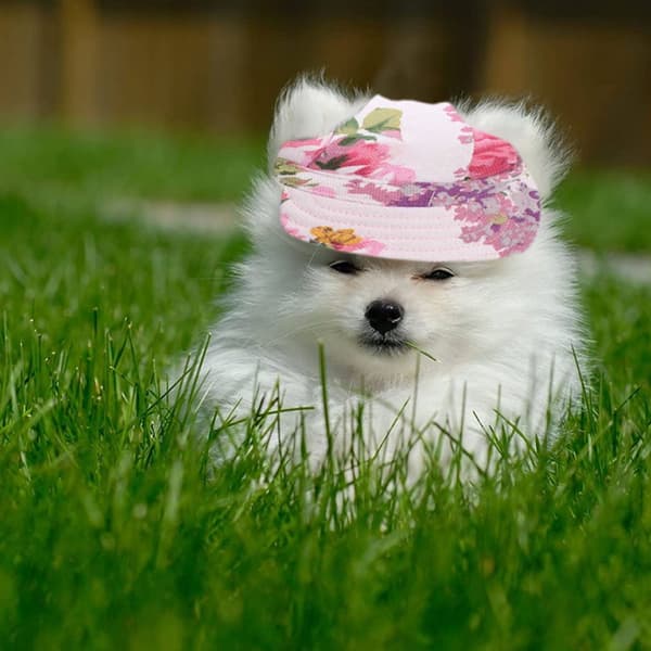 Baseballcaps Små Hunder Hundecaps med Ørehuller Baseballcaps