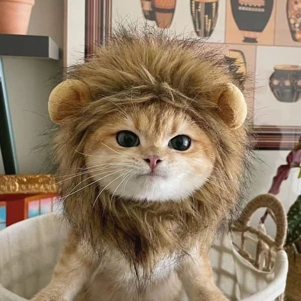 Lejonman för katter