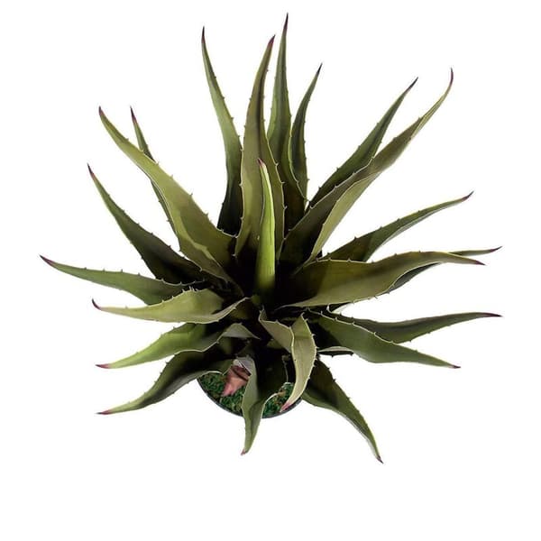 Paras 70 cm (2 jalkaa) simuloitu aloe vera -kasvi