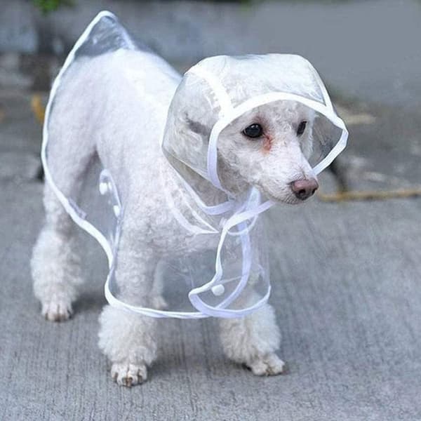 Hund RegnfrakkeLille Hund Regnfrakke