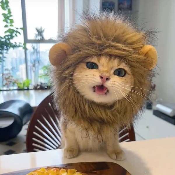 Lejonman för katter