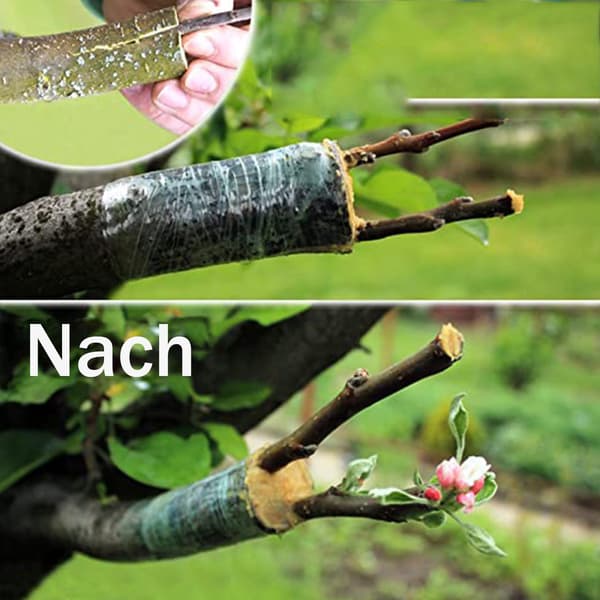 Jalostusteippi hedelmäpuille, varttamisteippi, oksastuskalvo