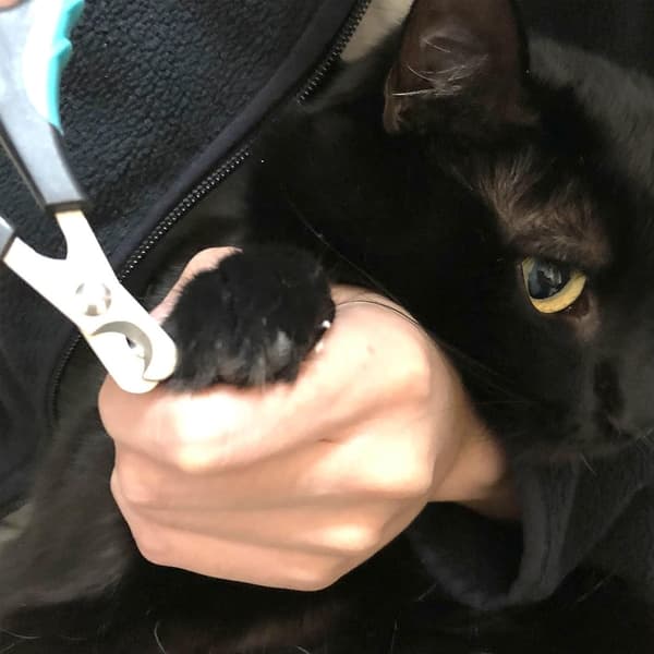 Negleklipper serie til katte og hunde