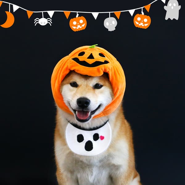 【YD】Halloween-hatt for kjæledyr - Gresskarhatt