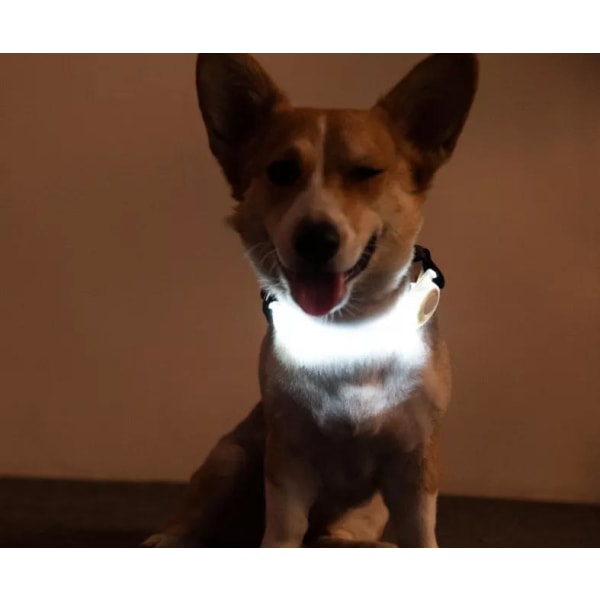 Stropp med LED lys nattlys for hundebånd vinter multifunksjon Blue XL