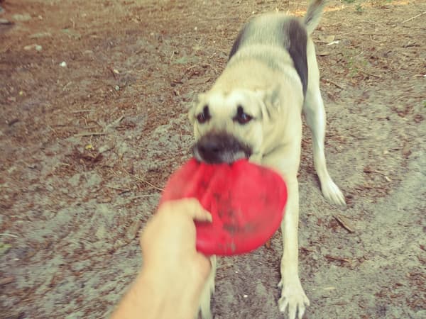 Slitesterk Gummifrisbee Hundeleke