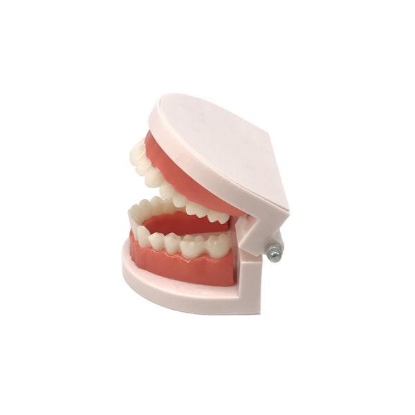 Tandläkarmodell standard tandmodell tandmodell undervisning tandprotes kindergarten borstning övning