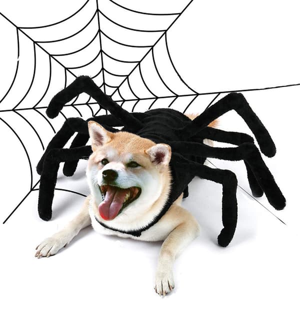 Husdjur Halloween Glad Spindel Bröstsele XL