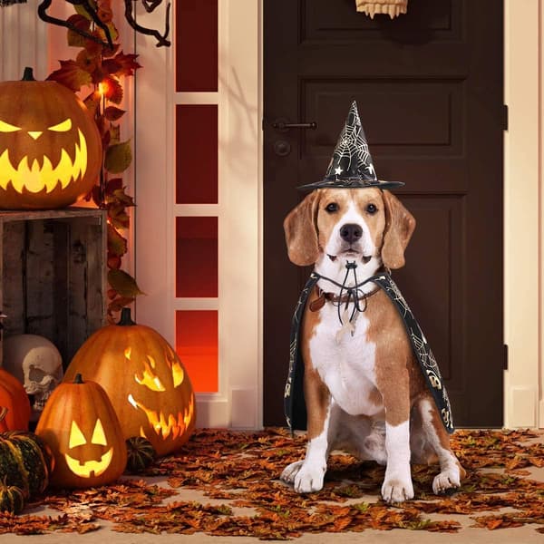 2 STK Katt Hund Vampyrkappe og Heksehatt til Halloweenfest