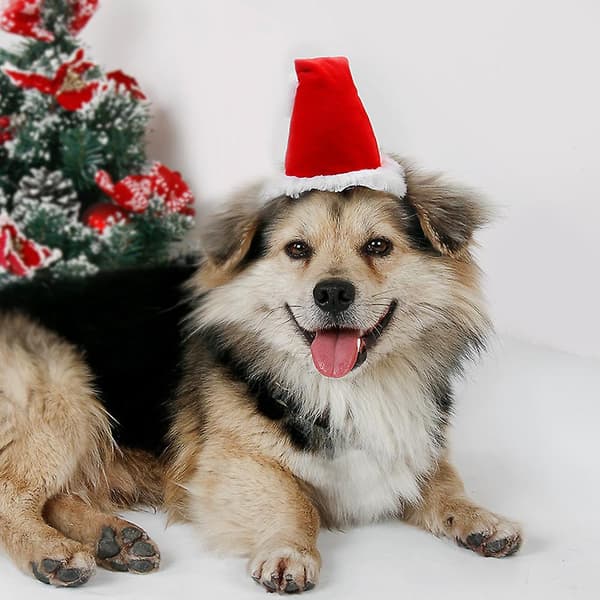 5 stk. Hunde Julenissehatt Julekjæledyr
