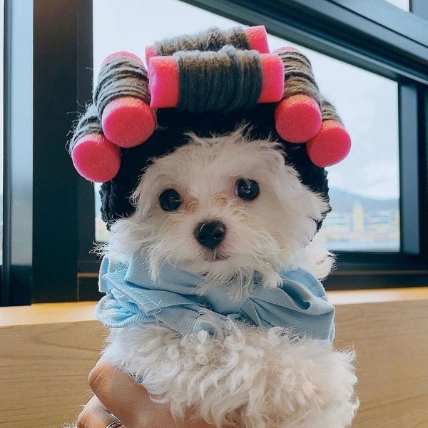 Rolig Pet Cosplay Hat Hyresvärdinna Rolig Kostym Tillbehör Roliga huvudbonader