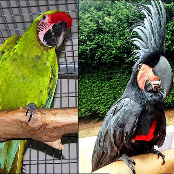 Fågelsele Justerbart papegojkoppel Fågelrep Anti Bite M