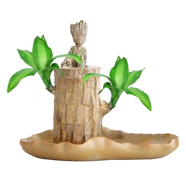 Mini Brasilien Lucky Wood Hydroponisk Trädstubbe Skrivbord s A3