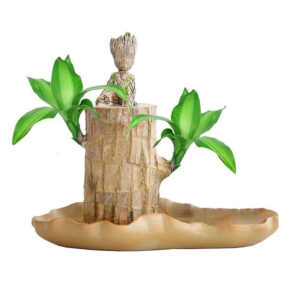 Mini Brasilien Lucky Wood Hydroponisk Trädstubbe Skrivbord s A4