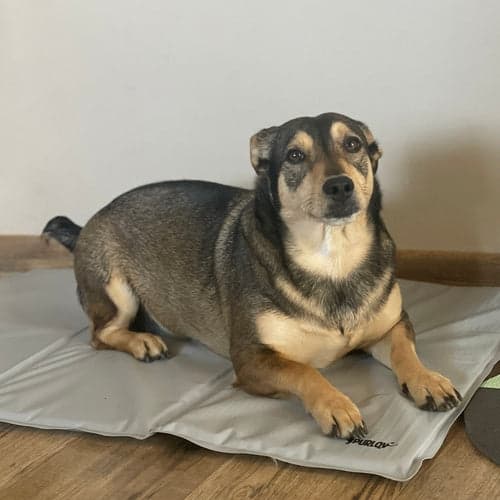 Kølemåtte til hund og kat 90x50 cm grå gel, vandafvisende