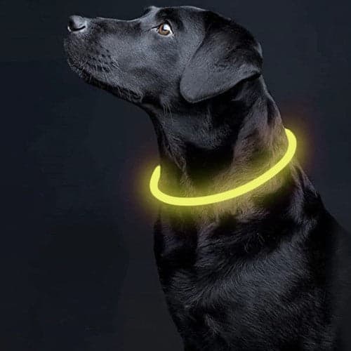 LED-halsband hund/katt USB-C laddbart justerbart 20-70 cm gul